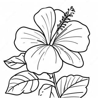 Ttrpikyaal Hibiskaas Rng Kraar Paataa 83394-24712